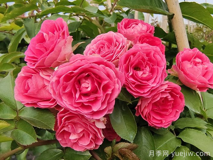 藤本月季品种那么多！看看哪一款最适合你！(图5)