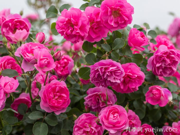 藤本月季品种那么多！看看哪一款最适合你！(图6)