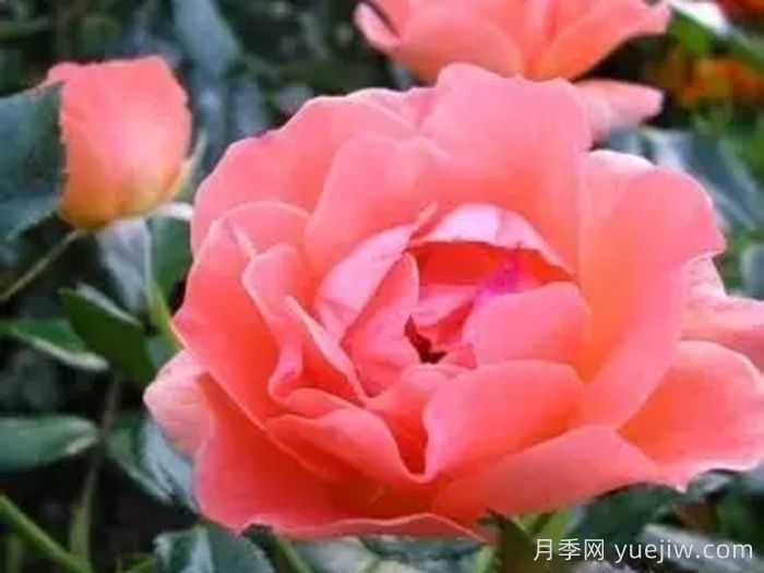 艾琳奥尼尔博士月季(图1)