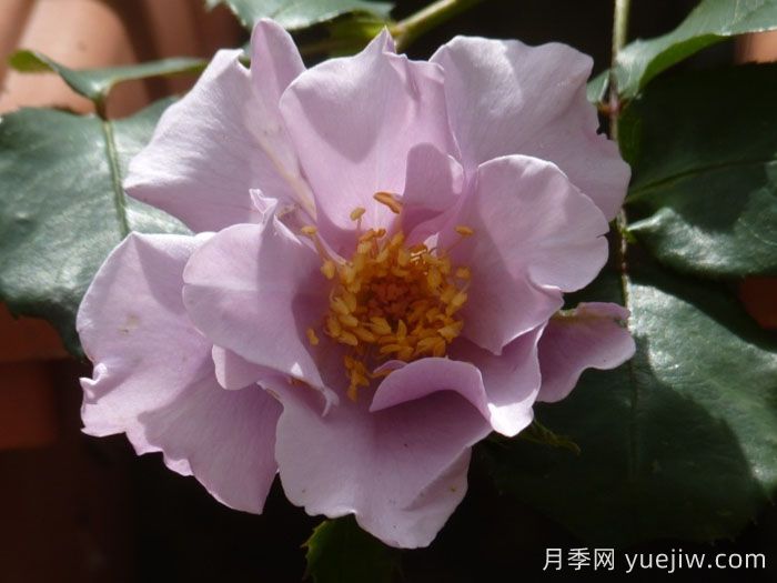 泻湖月季(图1) 泻湖月季(图1)