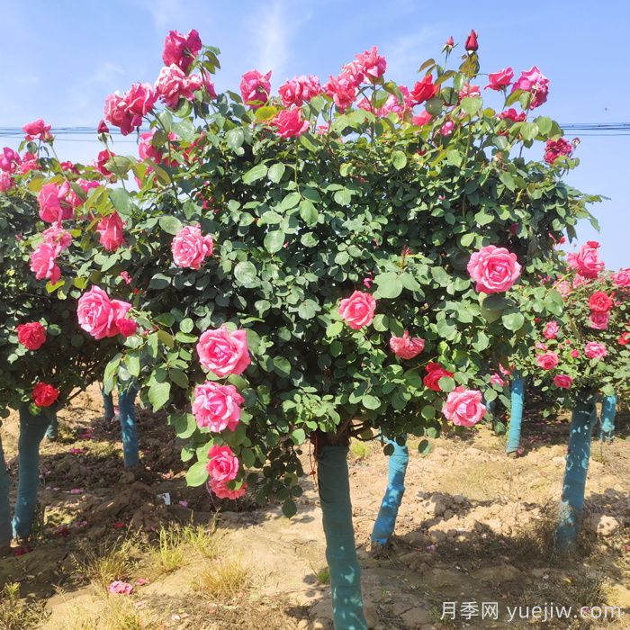 树形月季养殖方法与防虫方法(图1)