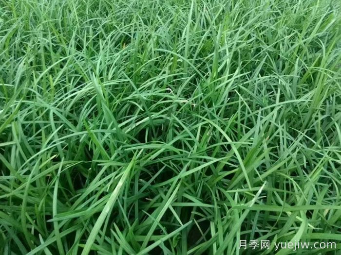 麦冬草在园林造景中的植物配置艺术(图1)