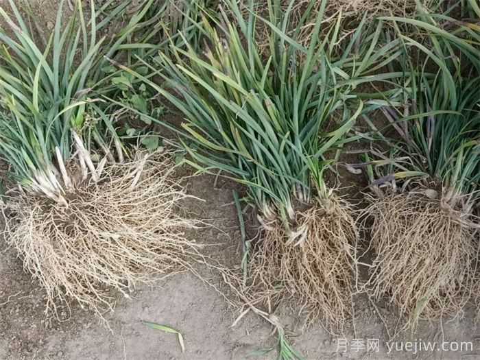 麦冬草在园林造景中的植物配置艺术(图2)