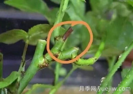 新买的月季这个黑杆杆要不要剪掉呀？(图1)