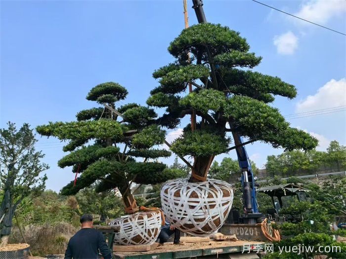 浏阳柏加镇的优势苗木有哪些?(图1) 浏阳柏加镇的优势苗木有哪些?(图1)