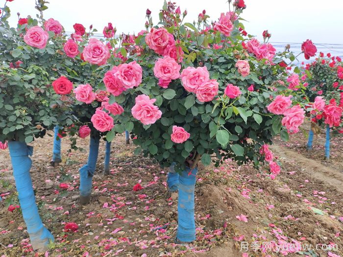 古桩月季的介绍(图4)