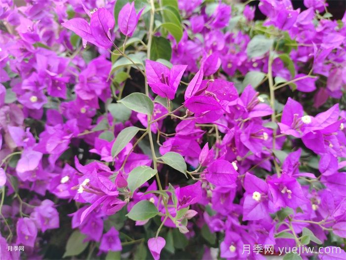 适合阳台种植的花卉有哪些?(图1) 适合阳台种植的花卉有哪些?(图1)