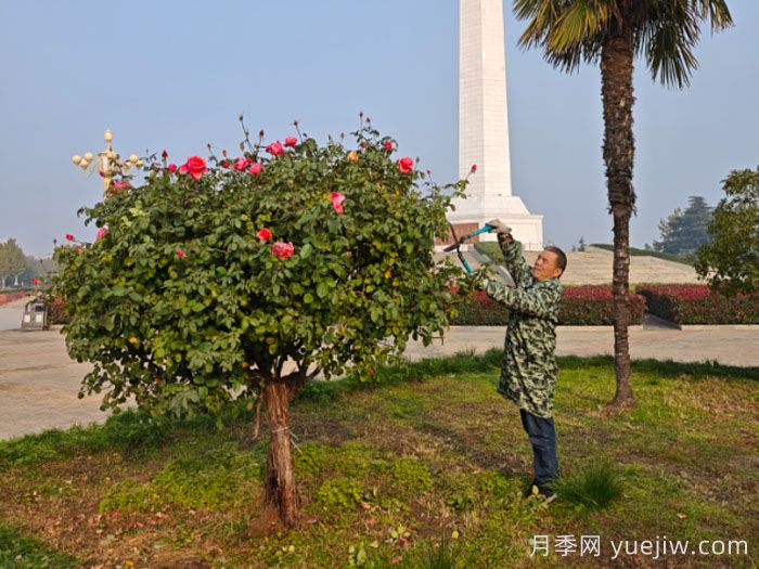 暮秋小阳春，南阳月季又迎来一波盛花期(图2)