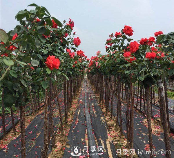 新植苗木每天 至少“补水”一次(图1) 新植苗木每天 至少“补水”一次(图1)