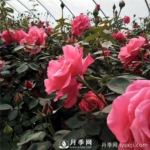 花卉如何安全度过炎热的夏天(图1)