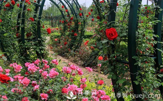 春季养花六不急(图1) 春季养花六不急(图1)