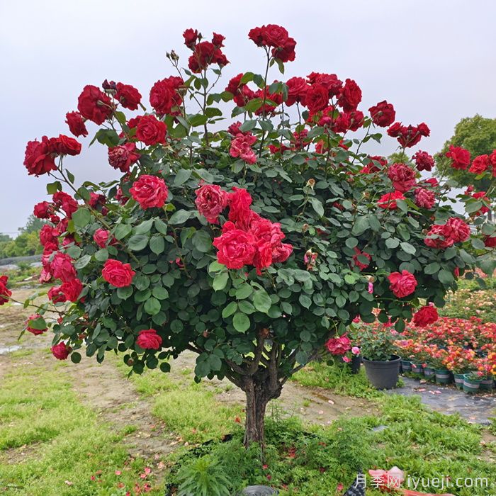 月季花修剪整，打造美丽造型的技巧(图1)