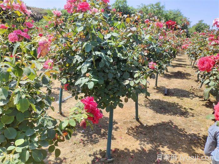 月季树，玫瑰树，树状月季的优势(图1)