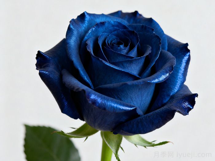 蓝色妖姬,让人既欣喜又伤感的花(图1) 蓝色妖姬,让人既欣喜又伤感的花(图1)