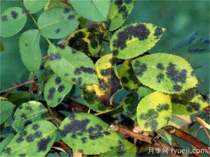月季常见三大病害防治(图1) 月季常见三大病害防治(图1)