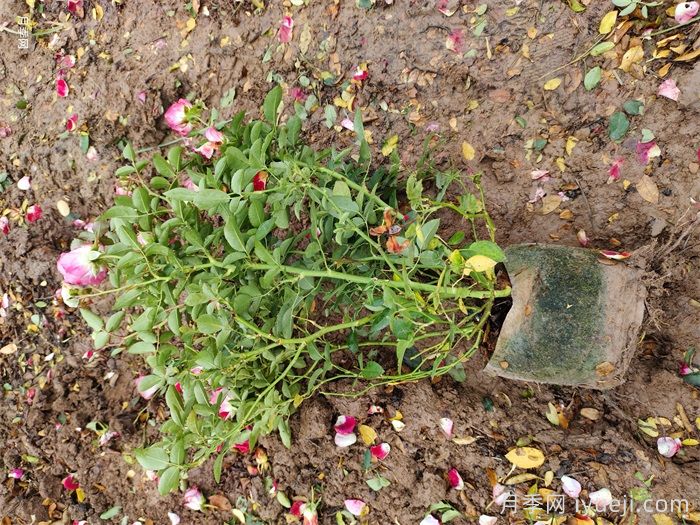 美植袋月季苗(图3)