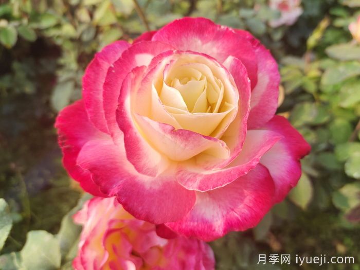 又香又美，全球最香月季10大排行榜(图1)