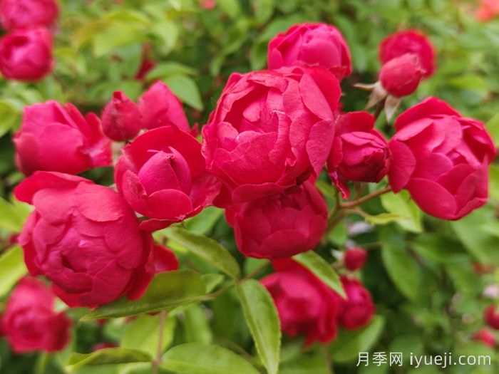 木香，七里香，黄木香(图2)