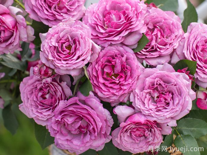 天狼月季200个自育新品种亮相云南姚安发布会(图2)