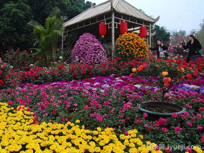 深圳人民公园打造世界一流月季园(图1)