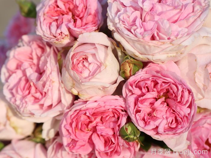 10大伊芙系列月季品种，花大浓香十分诱人(图5)