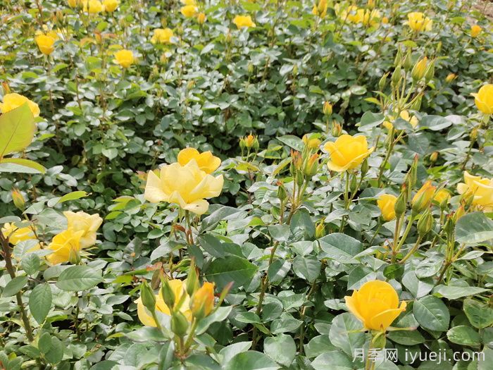 月季花怎样修剪开花多?(图1) 月季花怎样修剪开花多?(图1)