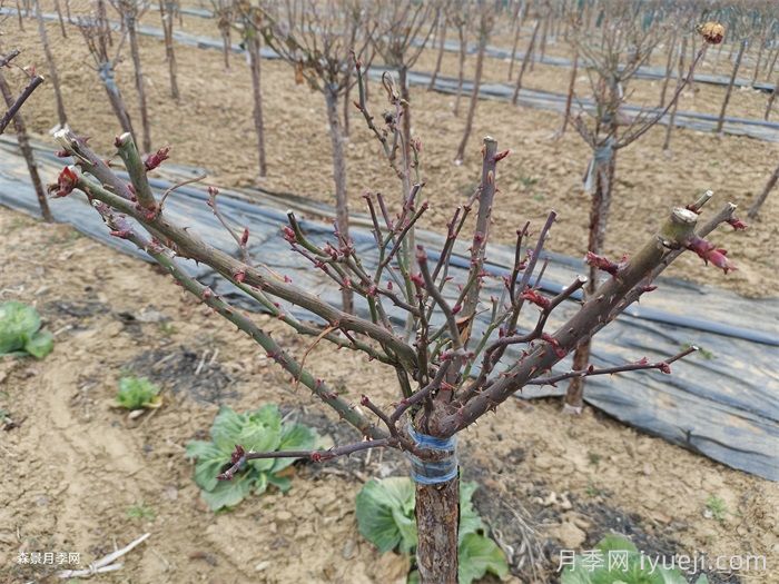 如何给月季埋冬肥才更有效？(图1)