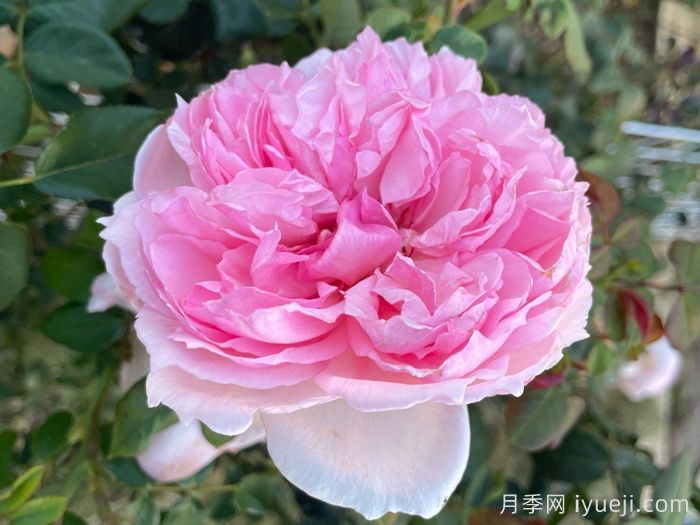 威基伍德月季图片，威基伍德养殖方法(图2)