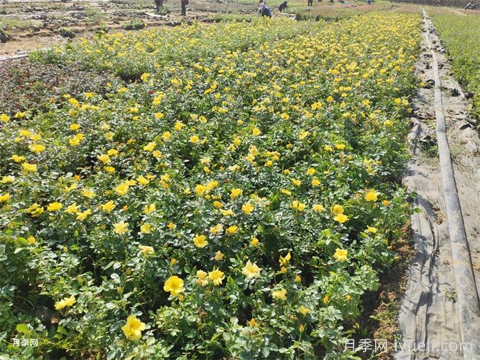 陇南适合种月季吗？有哪些绿化月季应用？(图3)