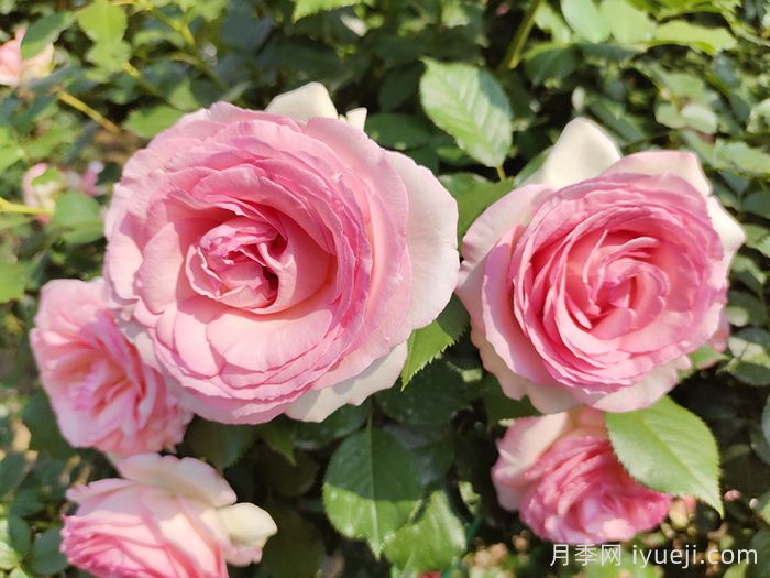 月季网2026年十大热门藤本月季品种(图2)