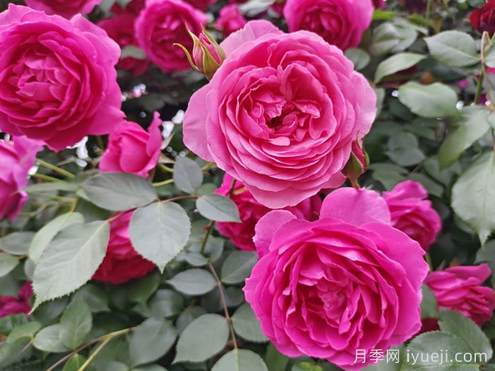 月季网2026年十大热门藤本月季品种(图3)