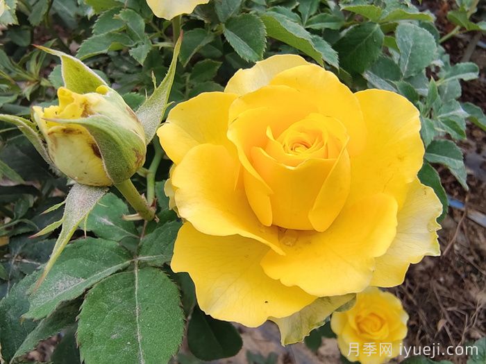 黄玫瑰代表什么意思？黄玫瑰的花语寓意是什么？(图1)