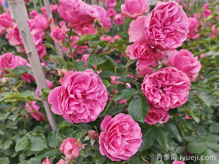 天津适合养月季，市花和市树是什么？(图1)