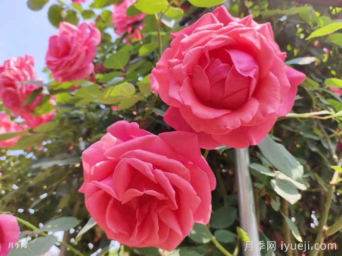 怎样养好大花月季？做好五个前期工作(图1)