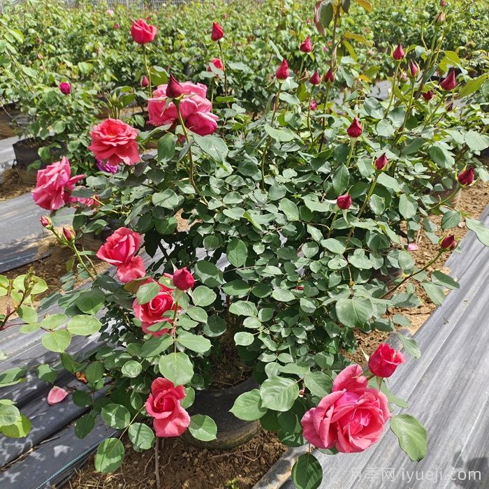 月季在开封的应用和优势(图1) 月季在开封的应用和优势(图1)