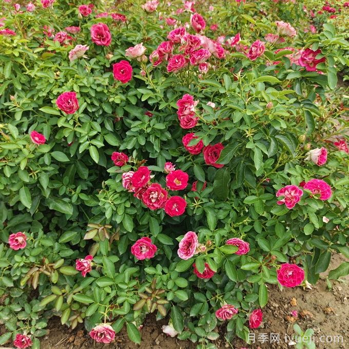 北方冬季居民园区花箱的造景配置和植物品种选择(图1)