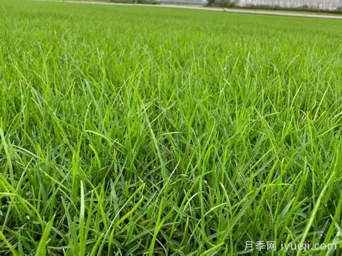 常见草坪种类分类、品种特性及应用(图1) 常见草坪种类分类、品种特性及应用(图1)