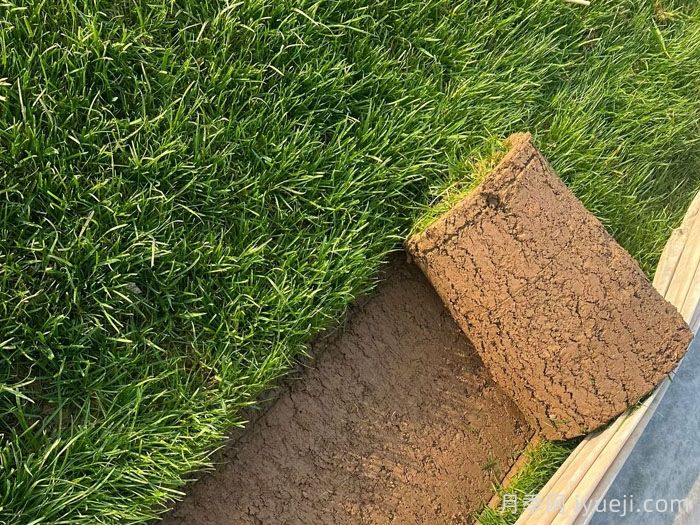 常见草坪种类分类、品种特性及应用(图2) 常见草坪种类分类、品种特性及应用(图2)