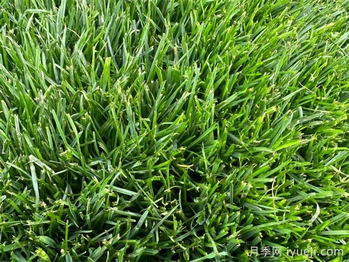 草坪病虫害防治注意事项(图1)