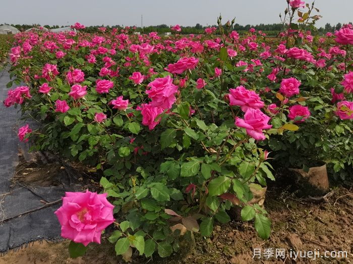 丰花月季多产栽培技术(图1) 丰花月季多产栽培技术(图1)