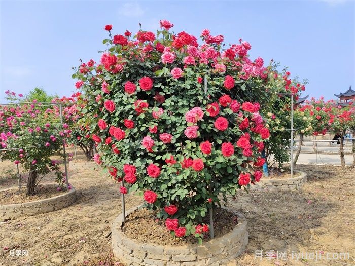 不同株型月季秋季如何修剪？秋剪时间和方法(图1)