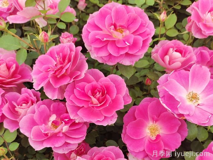 月季网：月季常见病虫害的防治药品(图1)