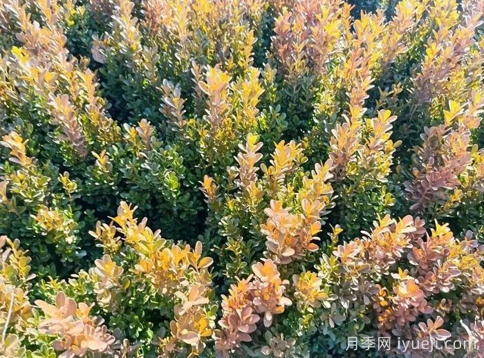 小叶黄杨秋冬季叶片变红原因分析与养护要点(图1)