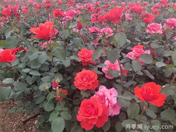 郑州冬季花境造景的植物搭配色彩配置与品种应用(图1) 郑州冬季花境造景的植物搭配色彩配置与品种应用(图1)