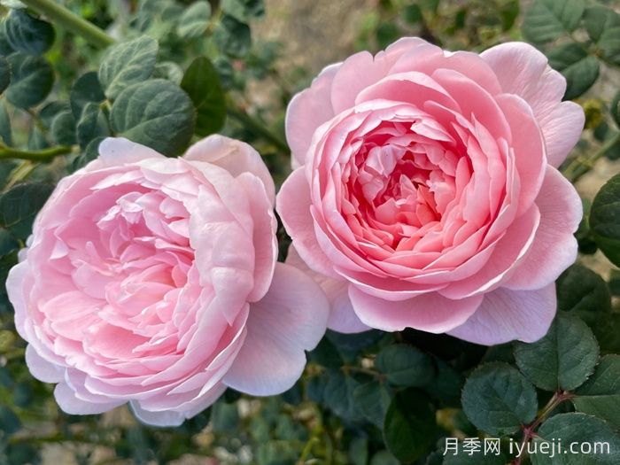 盘点灌木月季品种,分享不可错过的经典品种(图2) 盘点灌木月季品种,分享不可错过的经典品种(图2)