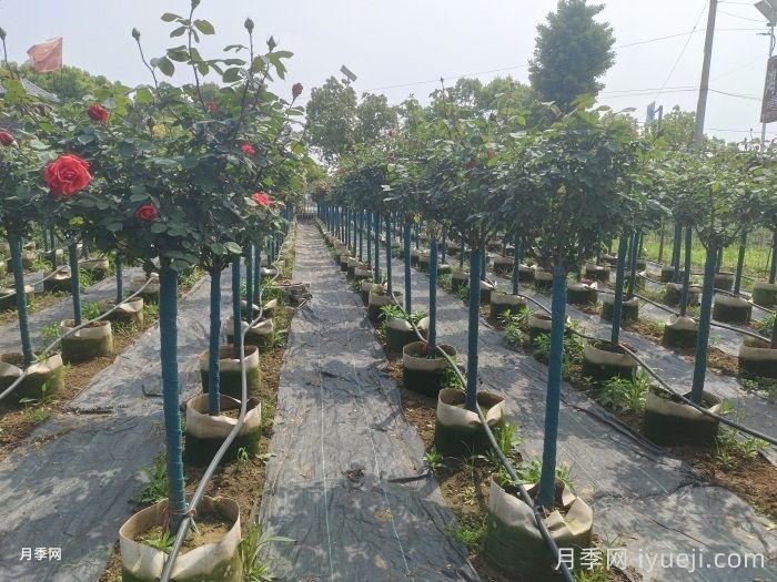 园林苗木从苗圃到工地过程，教你成为苗木养护专家(图1)