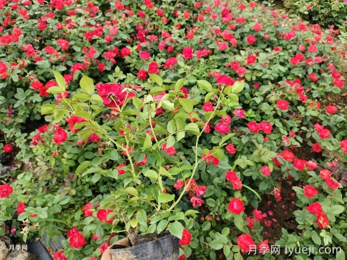 南阳秋期月季种植及养护手册(图2) 南阳秋期月季种植及养护手册(图2)
