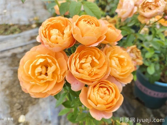 哪些月季品种适合用来做盆栽月季？(图1)