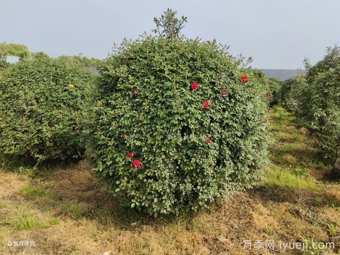 藤本月季秋季可以做牵引吗？(图1)