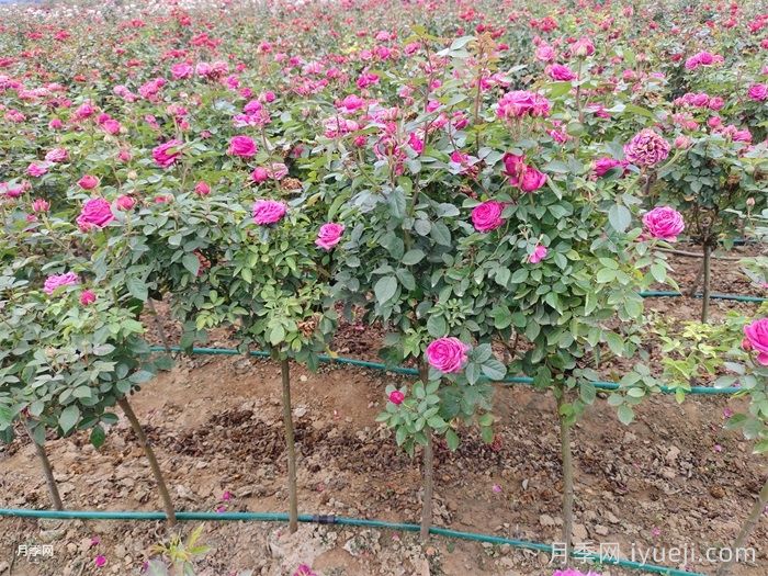 一个冬天小苗变大苗?月季小苗到货后应该做什么?(图4) 一个冬天小苗变大苗?月季小苗到货后应该做什么?(图4)